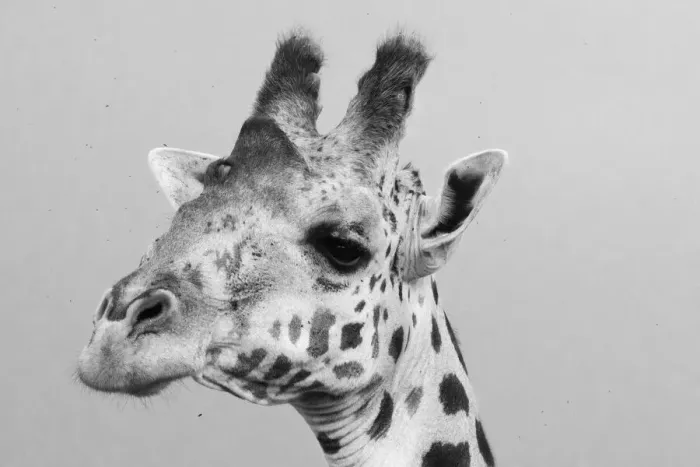 Framed Print : Portrait of a giraffe, Giraffa camelopardalis, Tsavo, Kenya