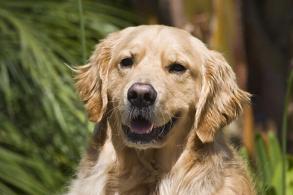 Portrait of a Golden Retriever sitting and smiling