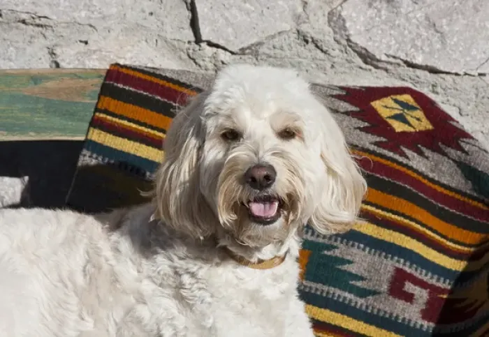 Framed Print : Portrait of a Goldendoodle lying against a Southwestern blanket