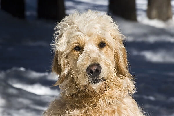 Portrait of a Goldendoodle sitting in the snow