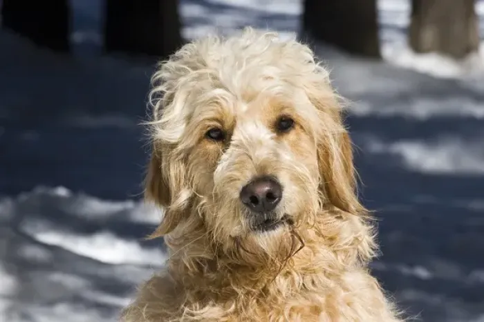 Framed Print : Portrait of a Goldendoodle sitting in the snow