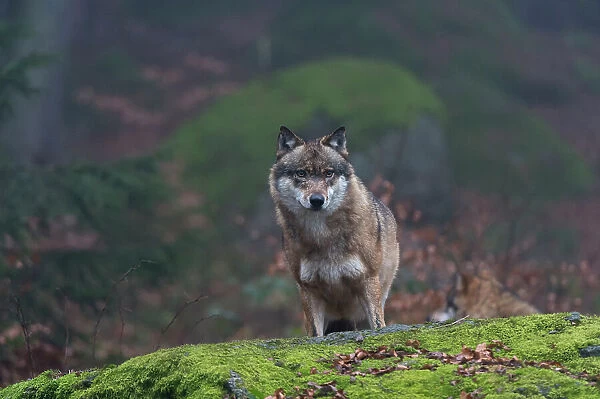Portrait of a gray wolf, Canis lupus, on a mossy boulder in a foggy forest. Bayerischer Wald National Park, Bavaria, Germany