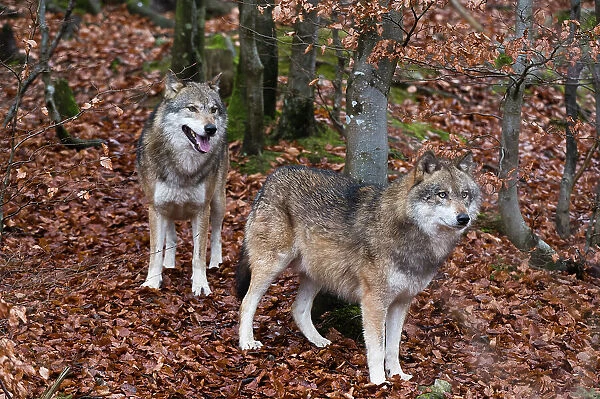 Portrait of two gray wolves, Canis lupus, in fallen leaves in a forest. Bayerischer Wald National Park, Bavaria, Germany