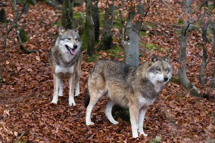 Framed Print : Portrait of two gray wolves, Canis lupus, in fallen leaves in a forest. Bayerischer Wald National Park, Bavaria, Germany Framed Print : Portrait of two gray wolves, Canis lupus, in fallen leaves in a forest. Bayerischer Wald National Park, Bavaria, Germany