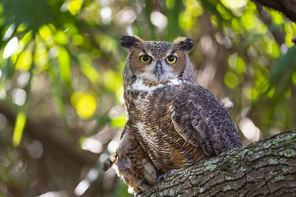 Portrait of a Great Horned Owl, perched in a tree