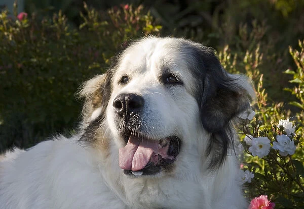 Portrait of a Great Pyrenees with afternoon light