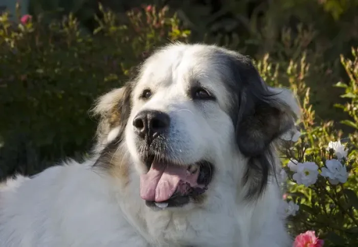 Framed Print : Portrait of a Great Pyrenees with afternoon light Framed Print : Portrait of a Great Pyrenees with afternoon light