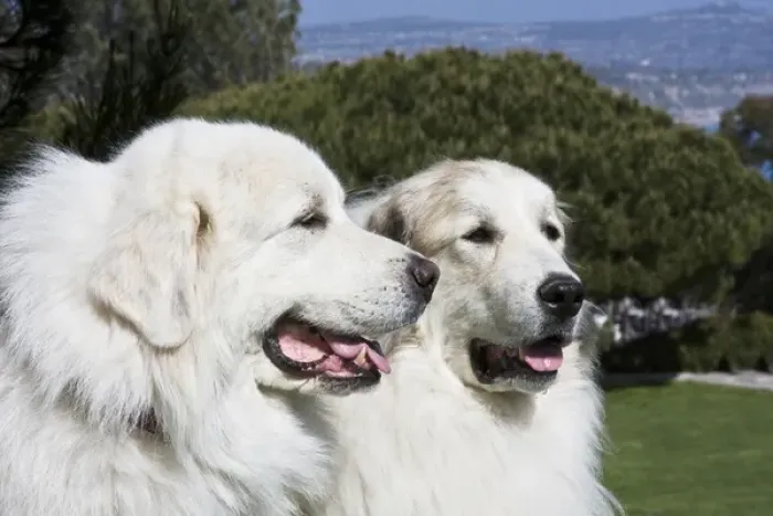 Framed Print : Portrait of two Great Pyrenees together at a Laguna Beach park in California Framed Print : Portrait of two Great Pyrenees together at a Laguna Beach park in California
