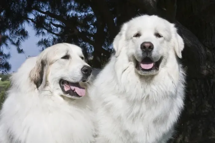 Framed Print : Portrait of two Great Pyrenees together at a park Framed Print : Portrait of two Great Pyrenees together at a park