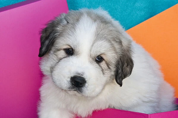 Portrait of a Great Pyrenees puppy with colorful background