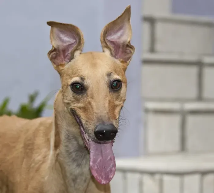 Framed Print : Portrait of a Greyhound Framed Print : Portrait of a Greyhound