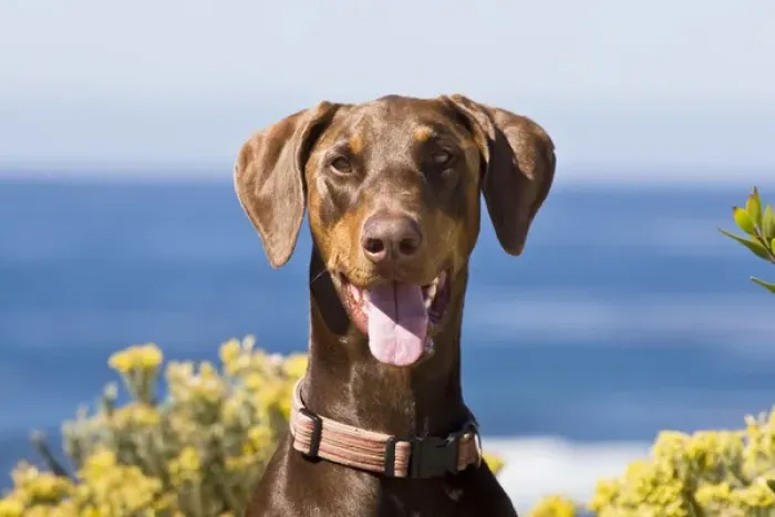 Framed Print : Portrait of a happy Doberman Pinscher