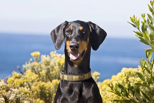 Portrait of a happy Doberman with surrounded by yellow flowers
