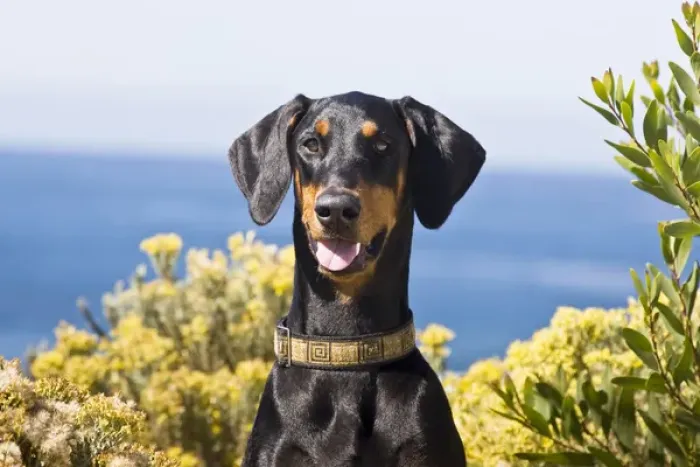Framed Print : Portrait of a happy Doberman with surrounded by yellow flowers Framed Print : Portrait of a happy Doberman with surrounded by yellow flowers