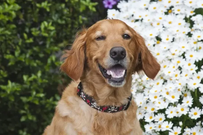 Framed Print : Portrait of a happy Golden Retriever in front of a bush of daisies Framed Print : Portrait of a happy Golden Retriever in front of a bush of daisies
