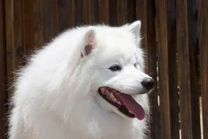 Framed Print : Portrait headshot of an American Eskimo dog sitting with a wooden fence backfround Framed Print : Portrait headshot of an American Eskimo dog sitting with a wooden fence backfround
