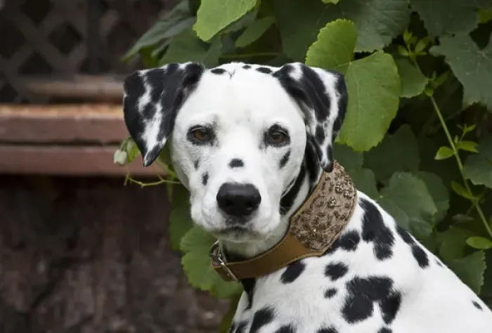 Framed Print : Portrait headshot of a Dalmation sitting