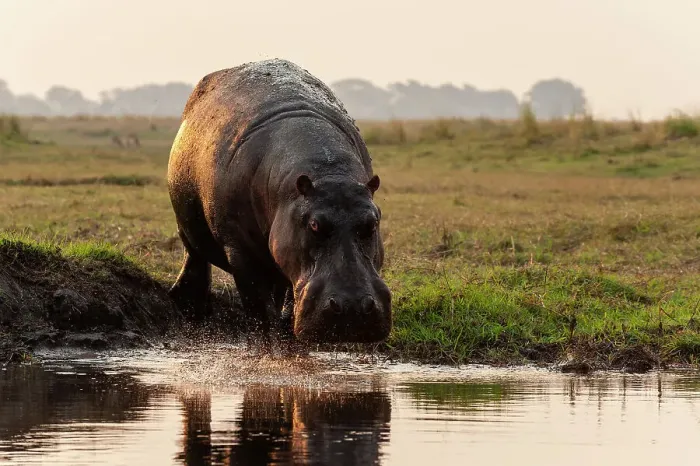 Framed Print : Portrait of a hippopotamus, Hippopotamus amphibius, running into the water from a river bank. Chobe National Park, Botswana Framed Print : Portrait of a hippopotamus, Hippopotamus amphibius, running into the water from a river bank. Chobe National Park, Botswana