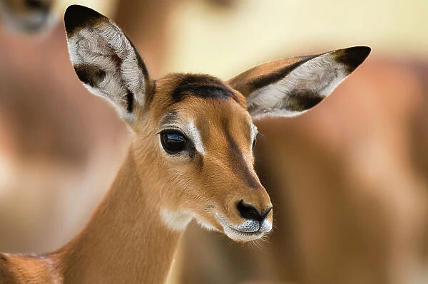 Portrait of an Impala calf, Aepyceros melampus. Lake Nakuru National Park, Kenya, Africa