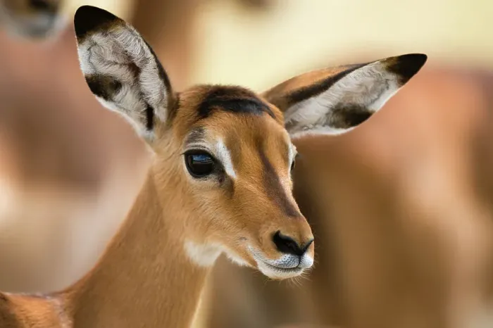 Framed Print : Portrait of an Impala calf, Aepyceros melampus. Lake Nakuru National Park, Kenya, Africa Framed Print : Portrait of an Impala calf, Aepyceros melampus. Lake Nakuru National Park, Kenya, Africa
