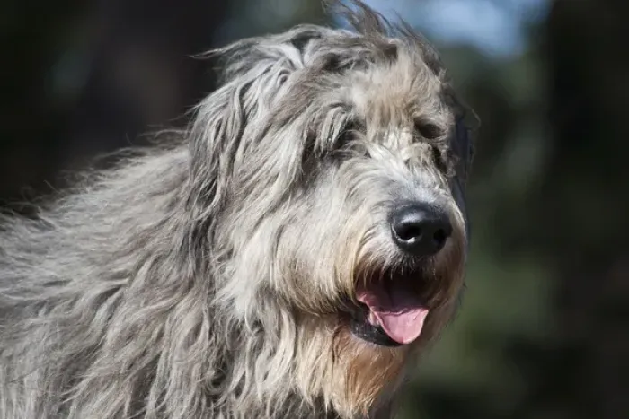 Framed Print : Portrait of an Irish Wolfhound Framed Print : Portrait of an Irish Wolfhound