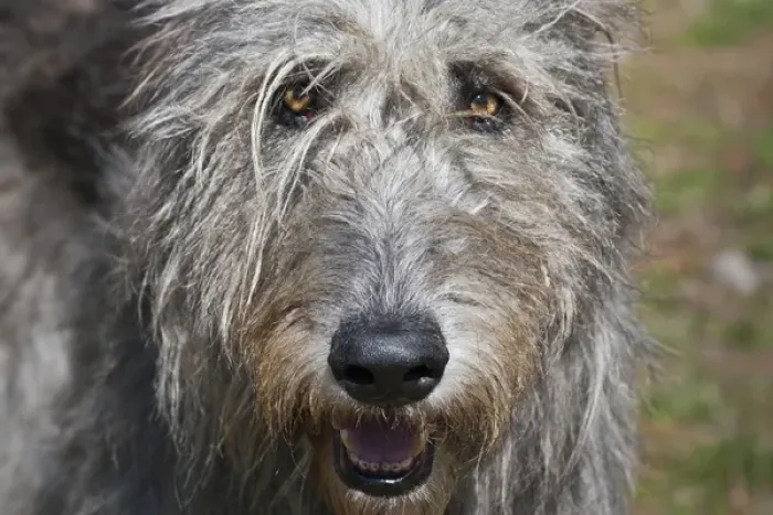 Framed Print : Portrait of an Irish Wolfhound
