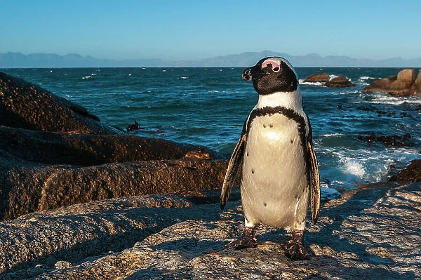 Portrait of a Jackass penguin, Speniscus demersus. Simon's Town Western Cape South Africa