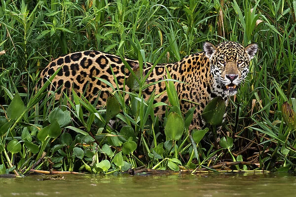 Portrait of a Jaguar, Panthera onca, in the Wetlands of Pantanal, Brazil. Mato Grosso do Sul State, Brazil