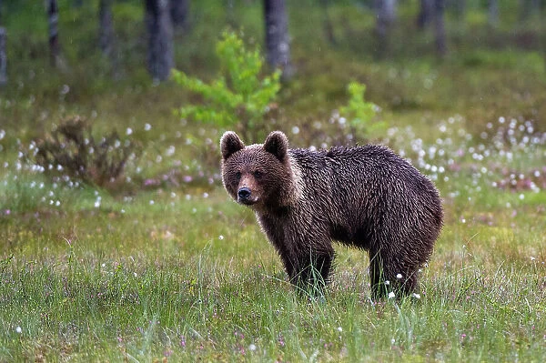 Portrait of a juvenile European brown bear, Ursus arctos. Kuhmo, Oulu, Finland