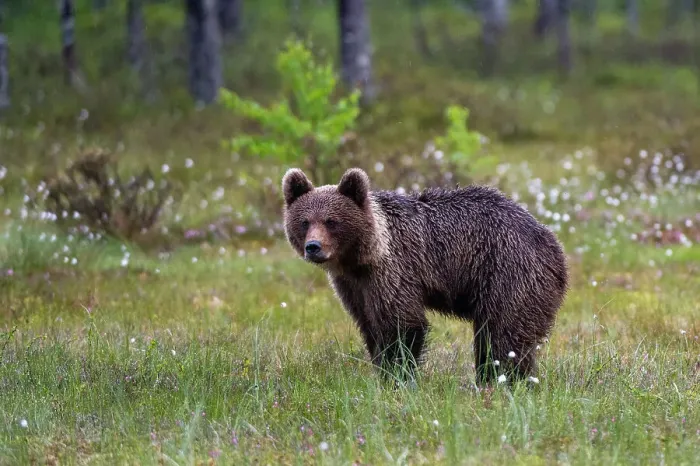 Framed Print : Portrait of a juvenile European brown bear, Ursus arctos. Kuhmo, Oulu, Finland