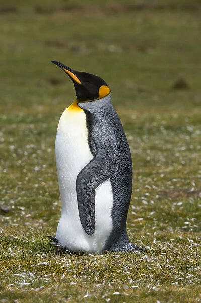 Portrait of a King penguin, Aptenodytes patagonica