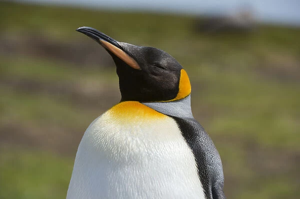 Portrait of a King penguin, Aptenodytes patagonica