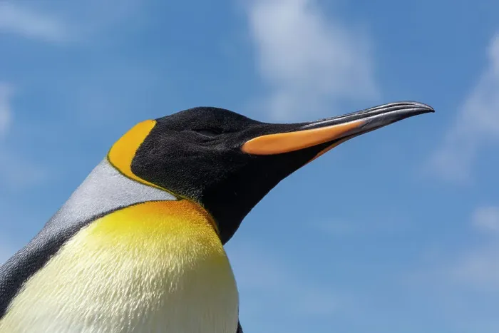 Framed Print : Portrait of a king penguin, Aptenodytes patagonicus. Volunteer Point, Falkland Islands