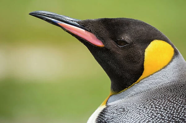 Portrait of a king penguin, Aptenodytes patagonicus. Volunteer Point, Falkland Islands