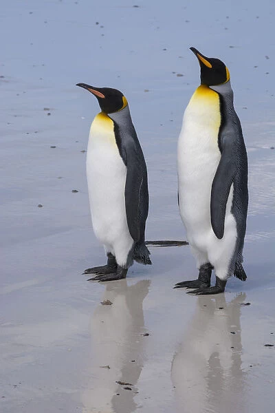 Portrait of two King penguins, Aptenodytes patagonica, on a white sandy beach