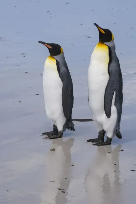 Framed Print : Portrait of two King penguins, Aptenodytes patagonica, on a white sandy beach Framed Print : Portrait of two King penguins, Aptenodytes patagonica, on a white sandy beach