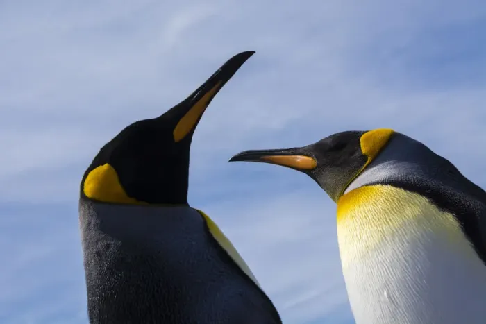 Framed Print : Portrait of two King penguins, Aptenodytes patagonica Framed Print : Portrait of two King penguins, Aptenodytes patagonica