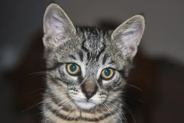 Framed Print : Portrait of a Kitten