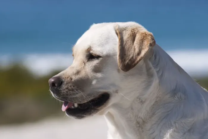 Framed Print : Portrait of Labrador (PR) Framed Print : Portrait of Labrador (PR)
