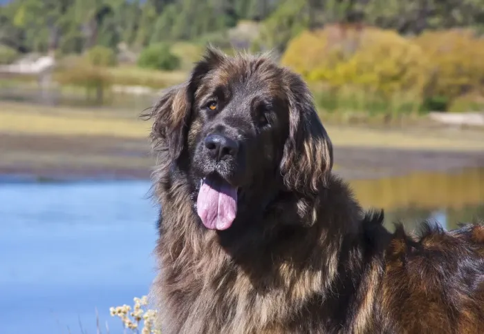 Framed Print : Portrait of a leonberger (PR) Framed Print : Portrait of a leonberger (PR)
