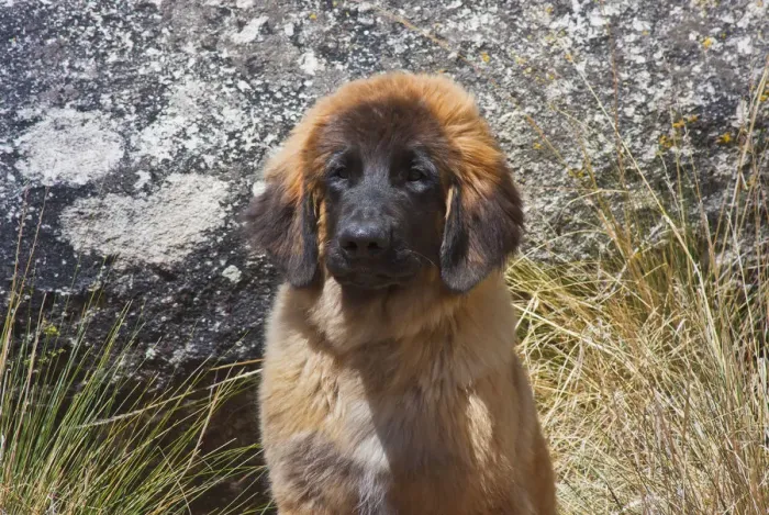 Framed Print : Portrait of a leonberger puppy (PR) Framed Print : Portrait of a leonberger puppy (PR)