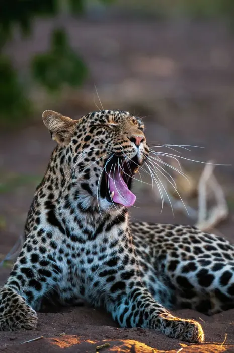 Framed Print : Portrait of a leopard, Panthera pardus, yawning. Mashatu Game Reserve, Botswana Framed Print : Portrait of a leopard, Panthera pardus, yawning. Mashatu Game Reserve, Botswana