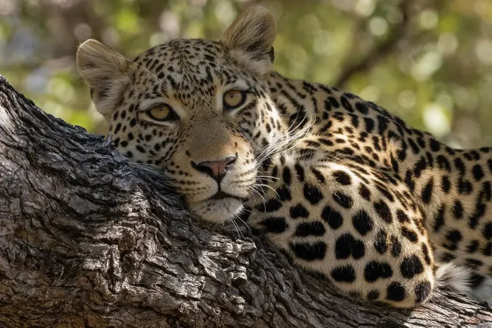 Framed Print : Portrait of a leopard, Panthera pardus, resting on a tree and looking at the camera. Khwai Concession, Okavango Delta, Botswana Framed Print : Portrait of a leopard, Panthera pardus, resting on a tree and looking at the camera. Khwai Concession, Okavango Delta, Botswana