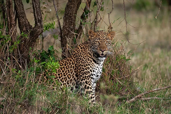 Portrait of a leopard, Panthera pardus, resting among shrubs. Masai Mara National Reserve, Kenya