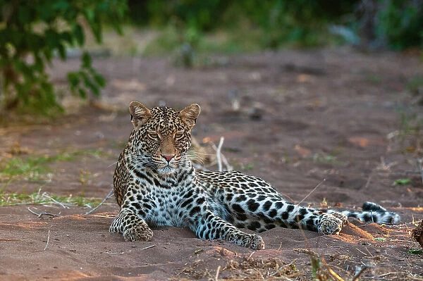 Portrait of a leopard, Panthera pardus, at rest. Mashatu Game Reserve, Botswana
