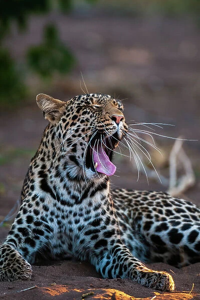 Portrait of a leopard, Panthera pardus, yawning. Mashatu Game Reserve, Botswana