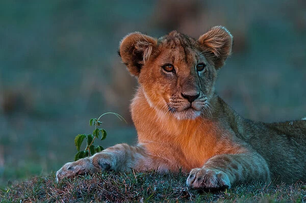 Portrait of a lion cub, Panthera leo, resting at sunset. Masai Mara National Reserve, Kenya