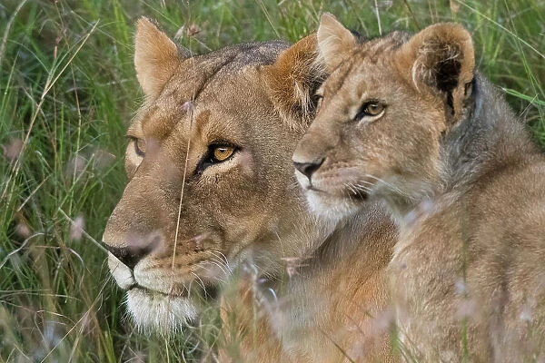 Portrait of a lioness, Panthera leo, and her cub, Masai Mara, Kenya. Kenya