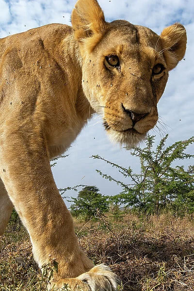A portrait of a lioness, Panthera leo, at Masai Mara National Reserve, Kenya, Africa