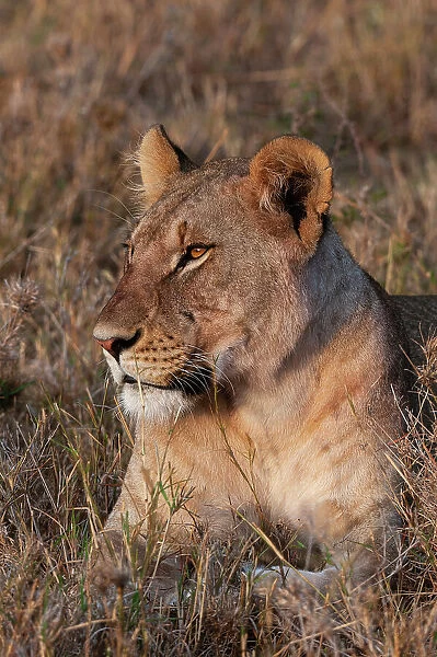 Portrait of a lioness, Panthera leo, at rest. Masai Mara National Reserve, Kenya